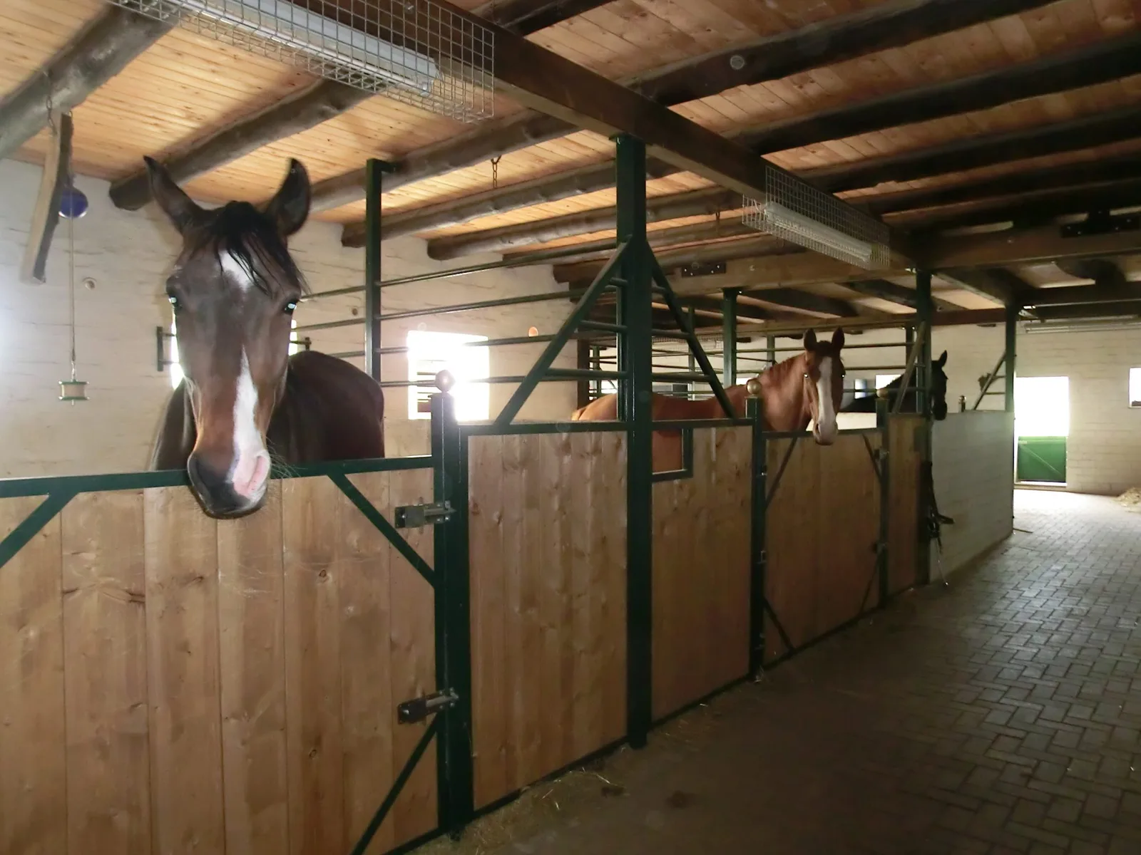 Drei Pferde im Stall