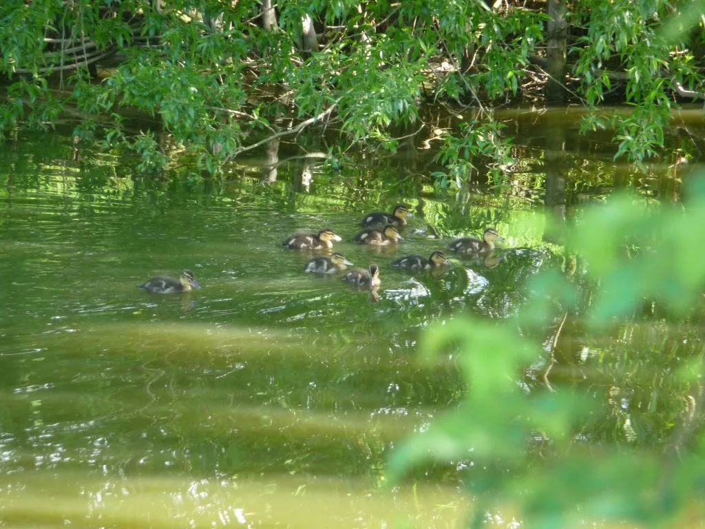 Enten schwimmen im Teich