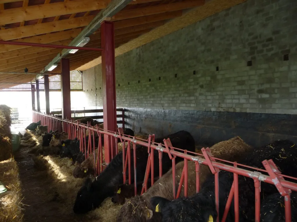 Fressende Galloways im Stall