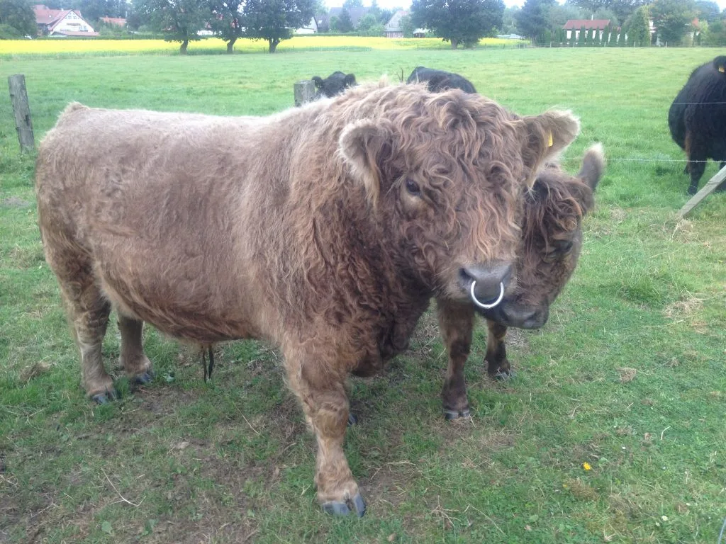 Galloway-Bulle mit Nasenring