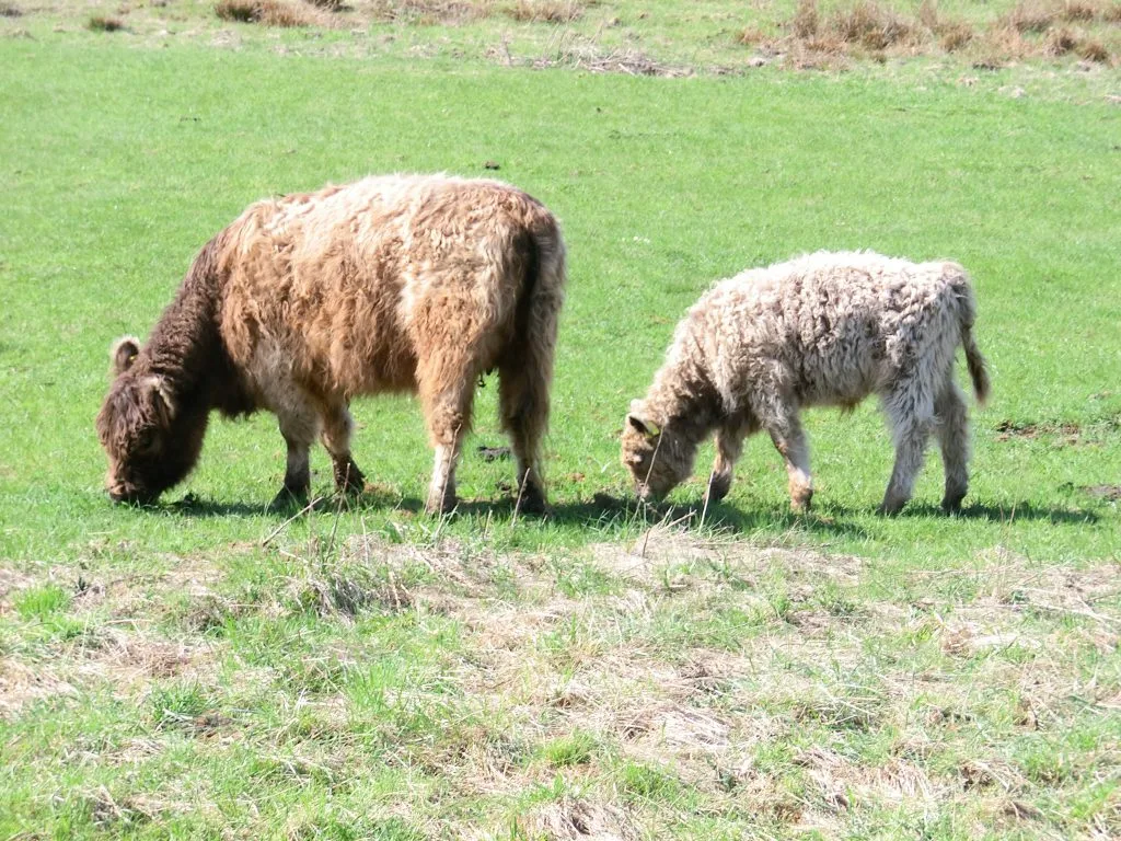 Galloway mit Kalb