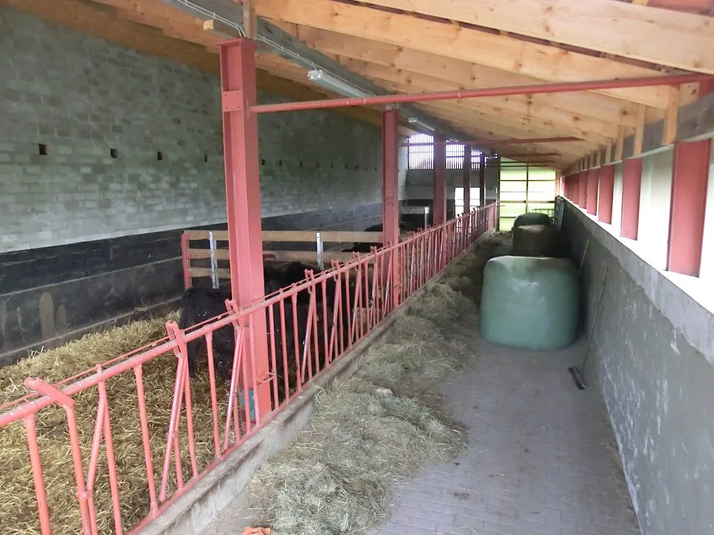 Galloways im Stall