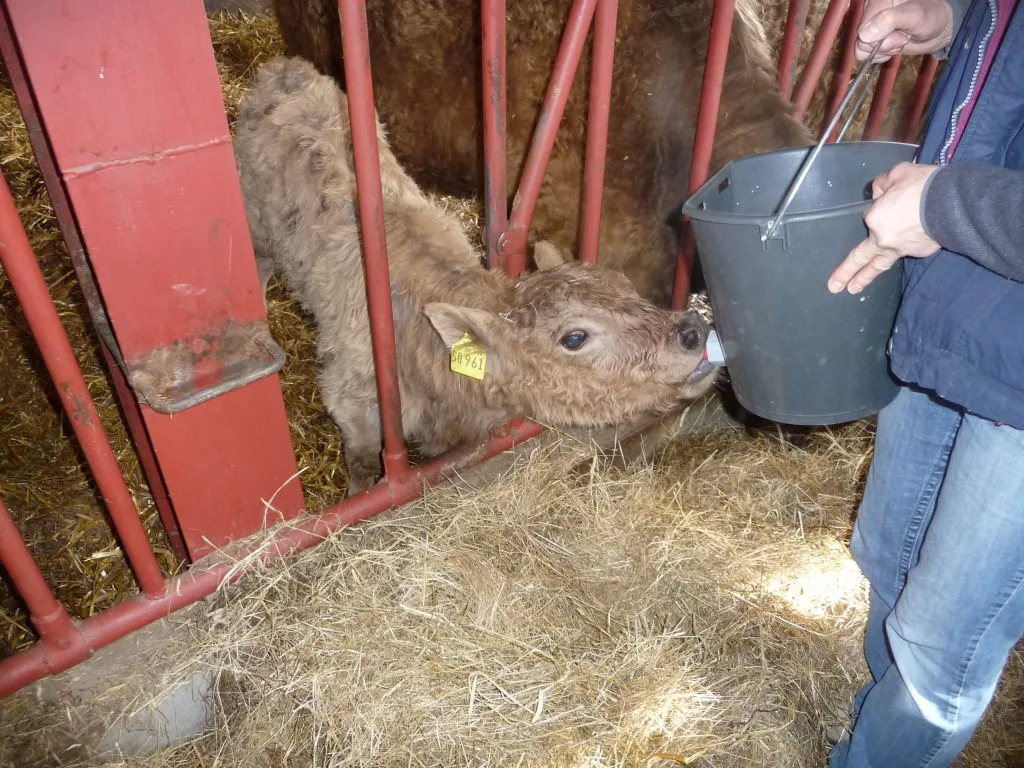 Gallowaykalb wird mit Eimer gefüttert