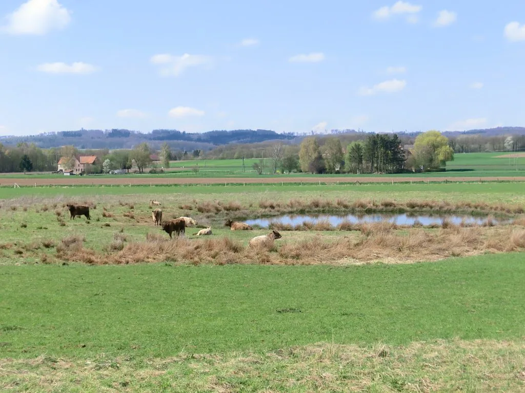 Galloways an einer Wasserstelle auf der Stauwiese