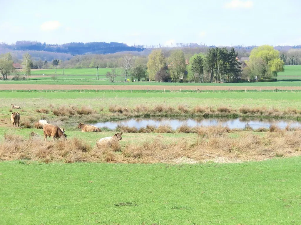 Galloways an einer Wasserstelle