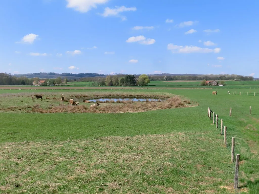 Galloways an der Wasserstelle