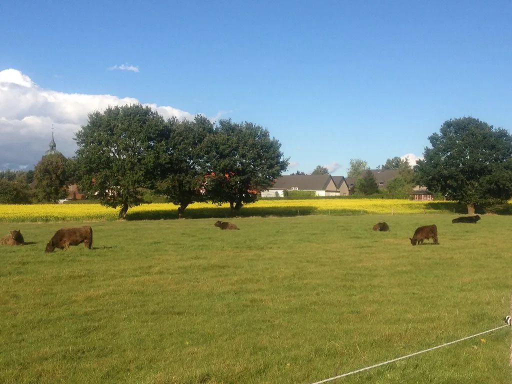 Galloways auf der Weide aus eigener Züchtung