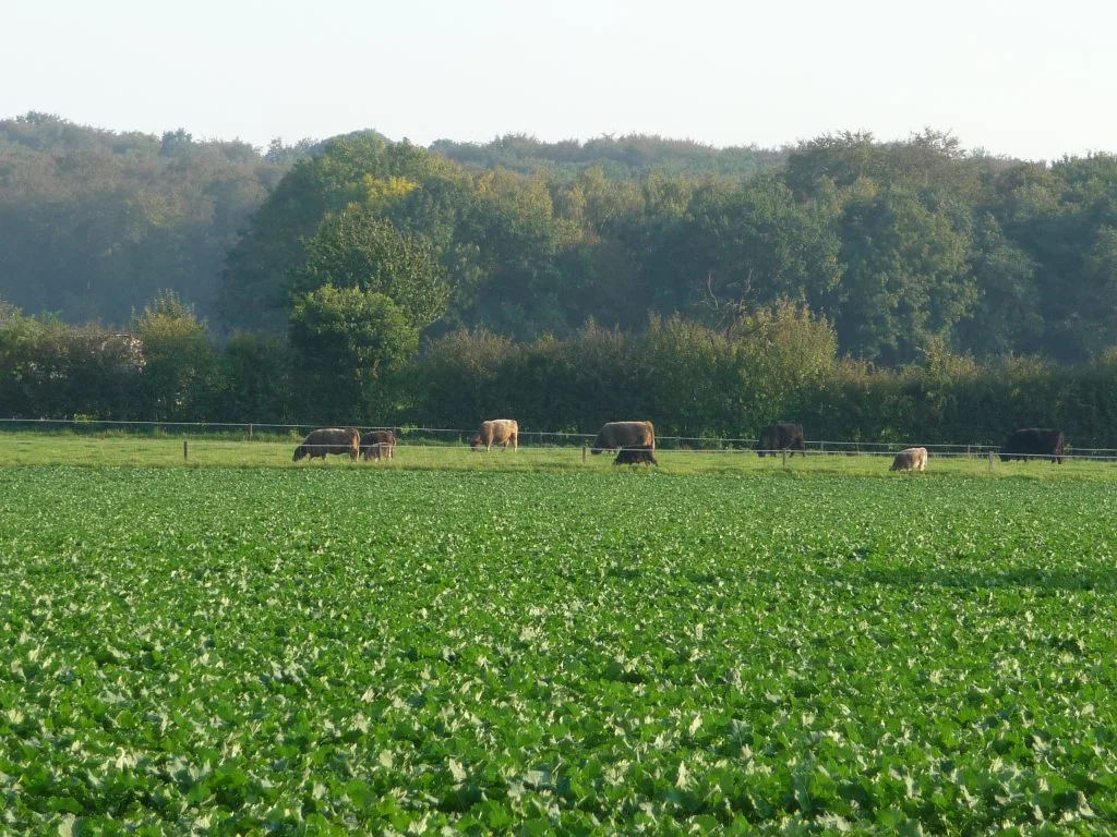 Galloways auf der Weide
