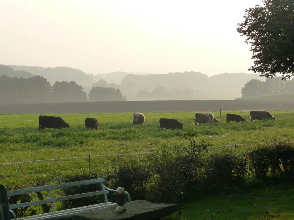 Galloways bei Abenddämmerung auf der Wiese