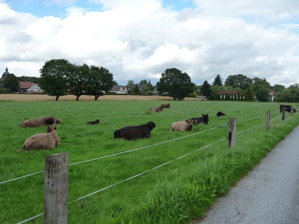 Im Gras liegende Galloways