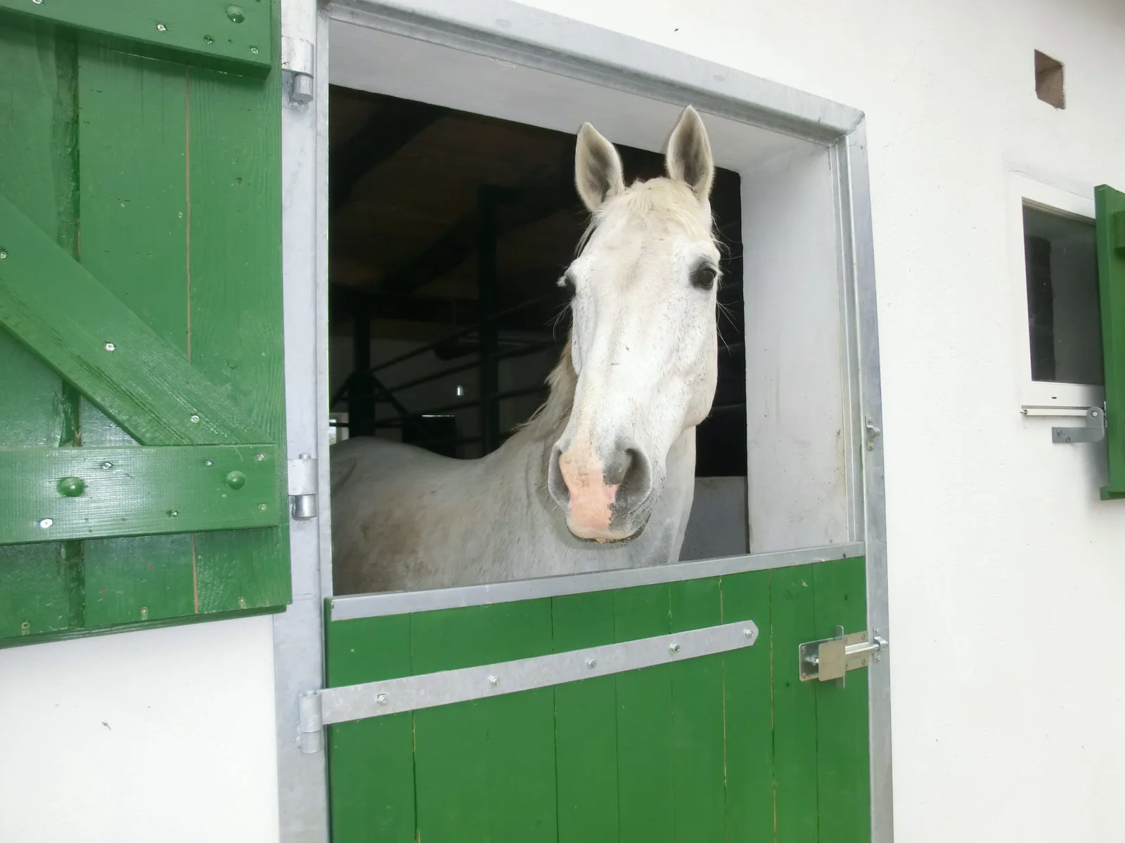 Pferd schaut aus der Box