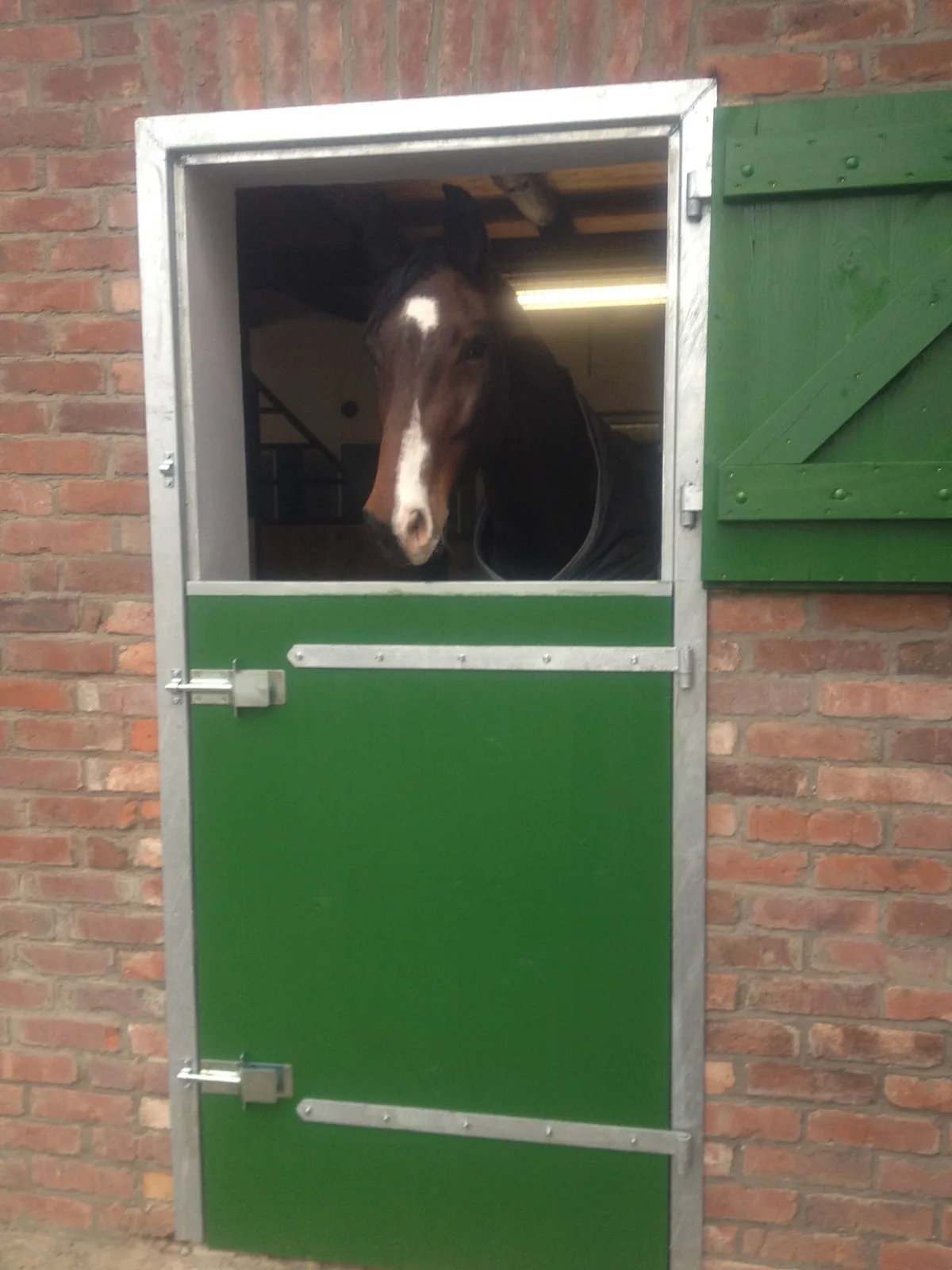 Pferd schaut aus der Box