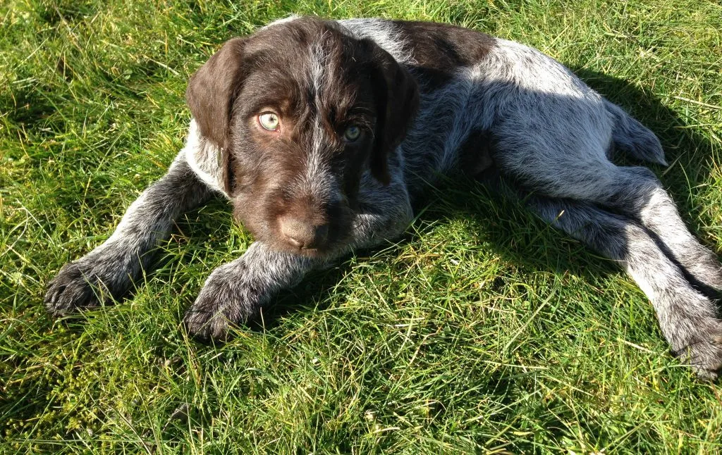 Stichelhaarwelpe Ronja, unser Hund