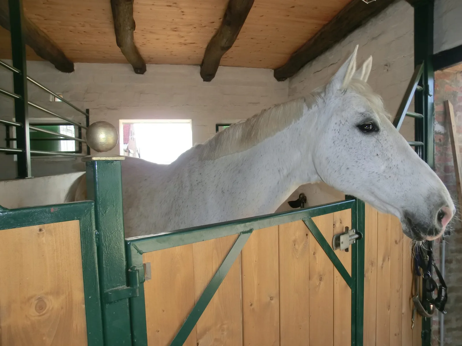 Weißes Pferd im Stall in der Vorderansicht