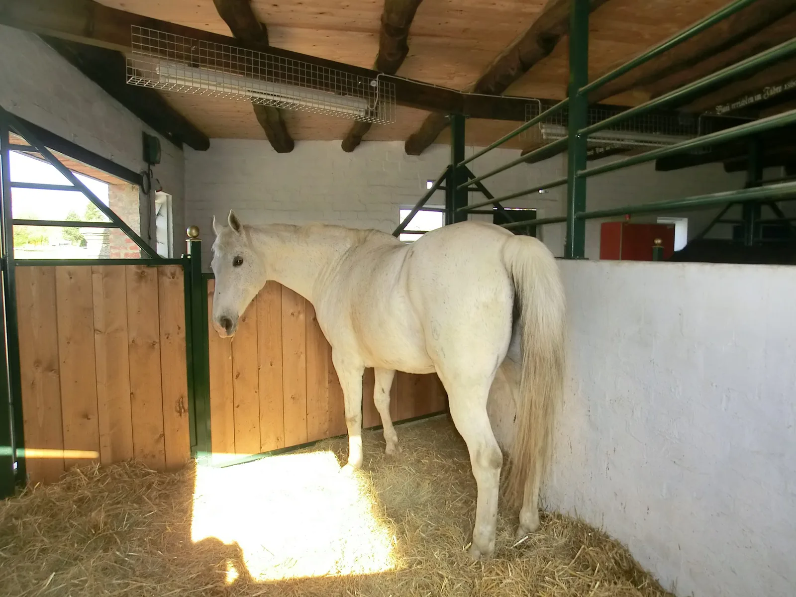 Weißes Pferd im Stall