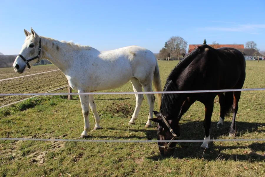 Zwei Pferde auf der Wiese