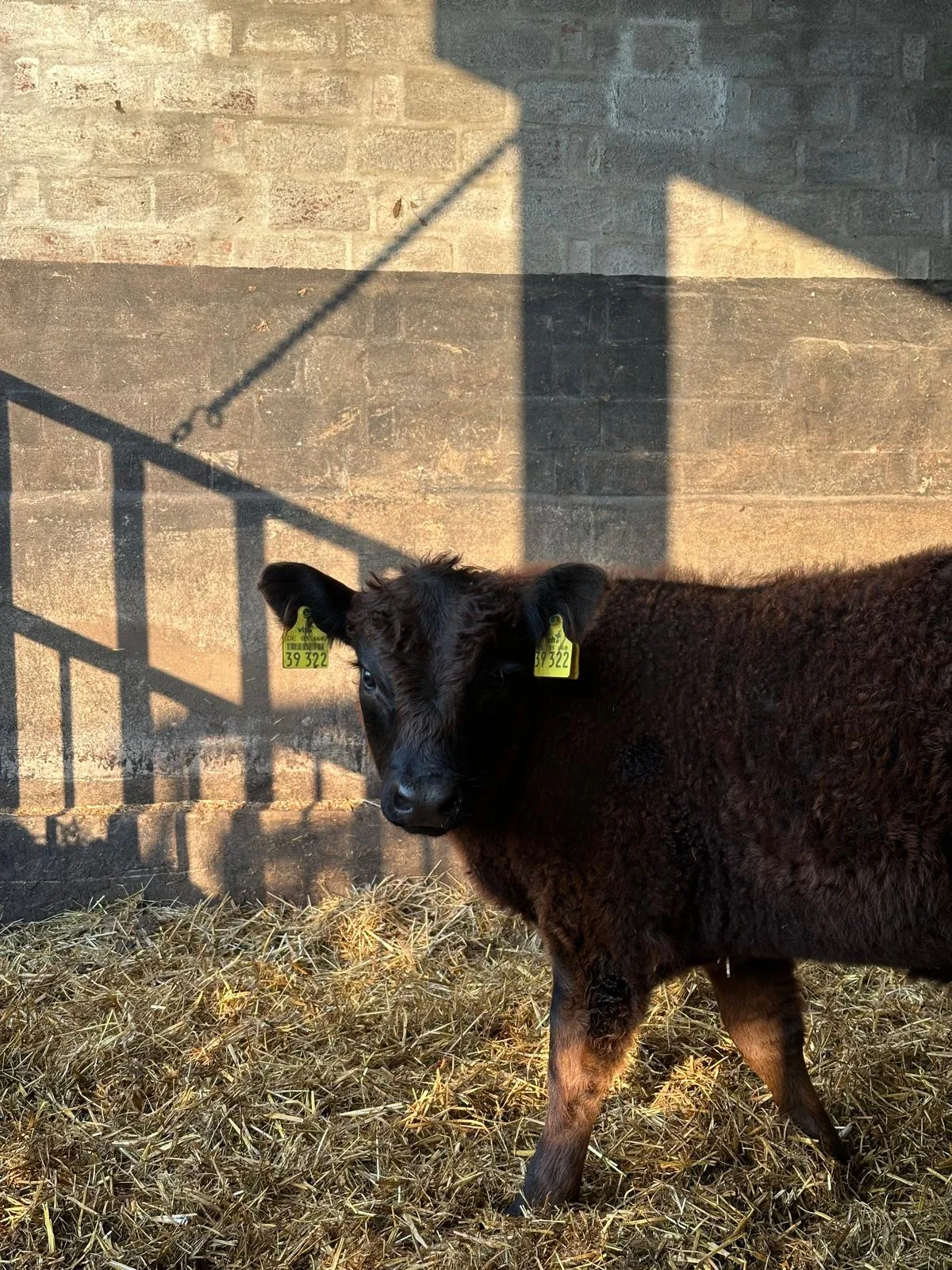 Galloway-Rind im Portrait