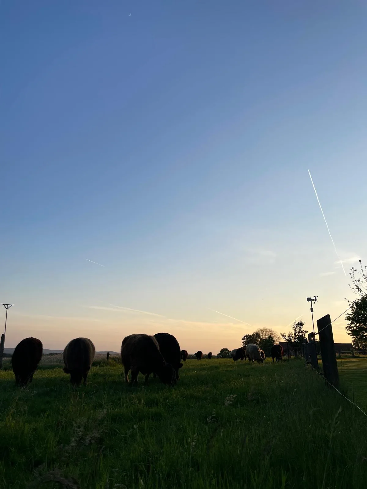 Galloways bei Sonnenuntergang
