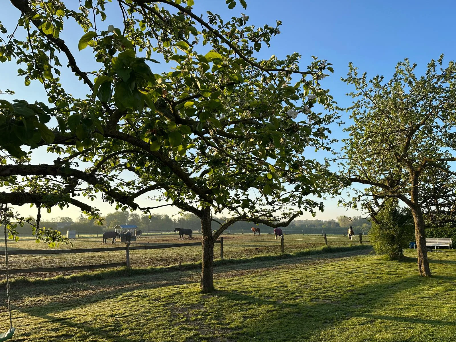 Streuobstwiese am Hof Abing