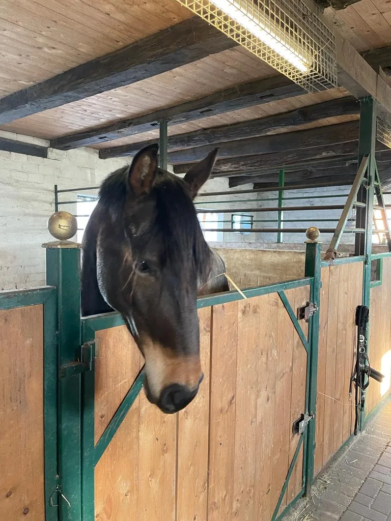 Pferd schaut neugierig aus seiner Box