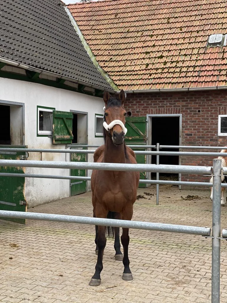 Pferd am Gatter auf dem Hof Abing
