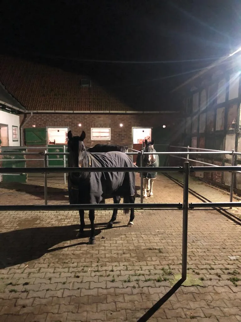 Pferd am Paddock in der Abenddämmerung