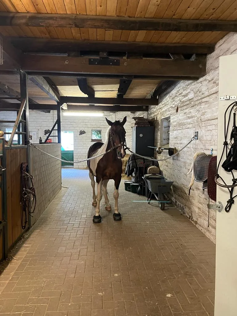 Pferd im Stall der Pferdepension
