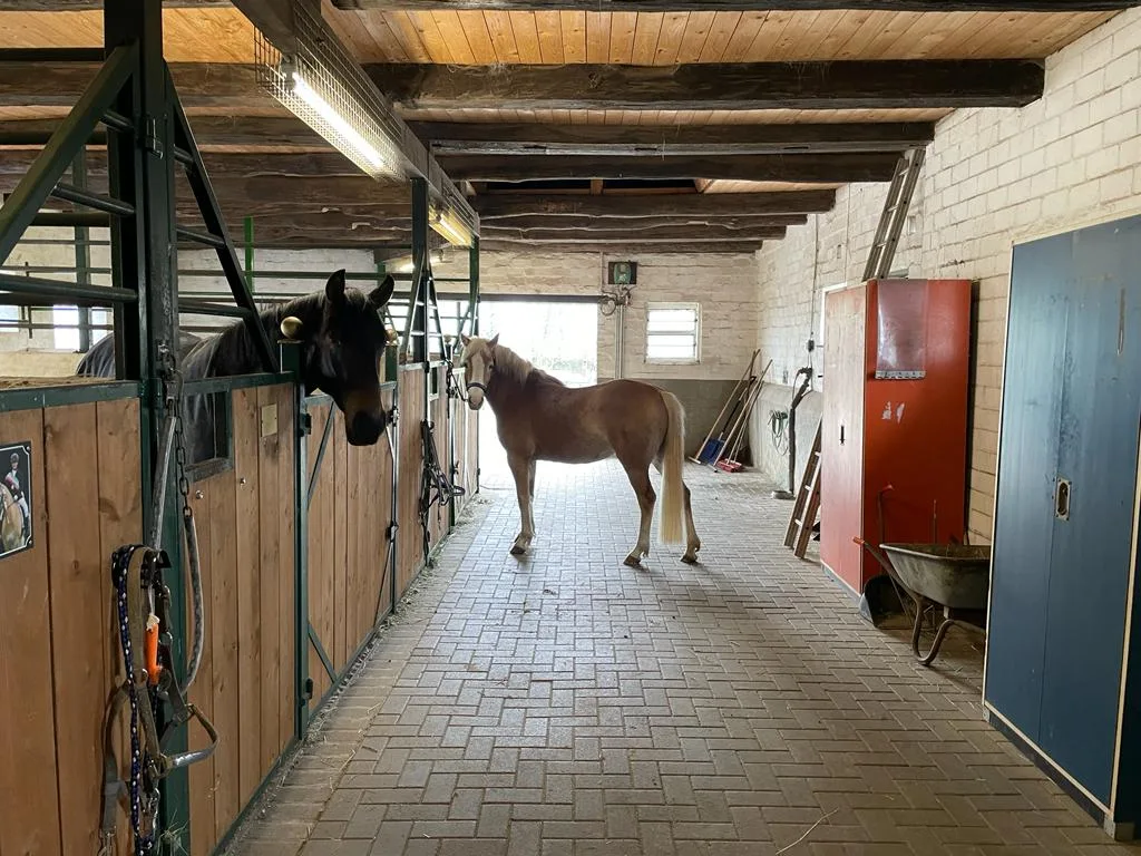 Aufgeräumte, helle Stallgasse der Pferdepension